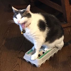 Meet your Posher, Lorri